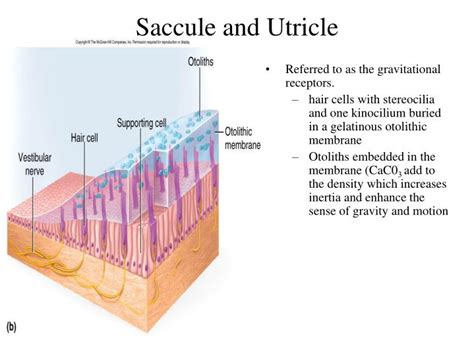 PPT - Sensory Physiology PowerPoint Presentation - ID:3495557