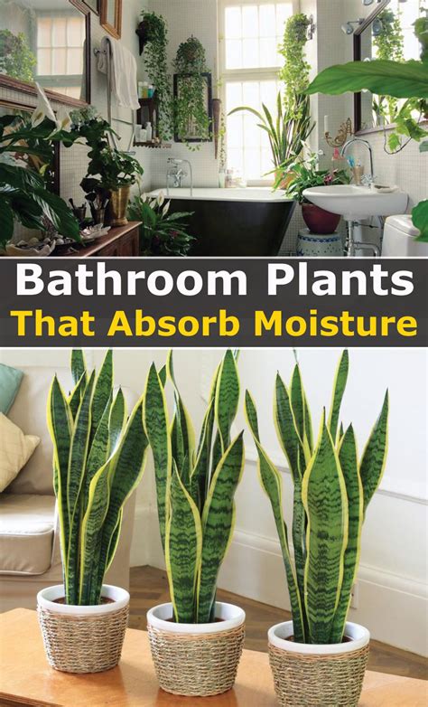 19 Bathroom Plants that Absorb Moisture | Inside house plants, Plant decor indoor, House plants ...