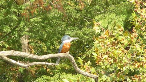 Ringed Kingfisher | MarkEisingBirding