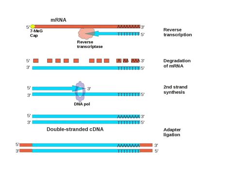 Recombinant DNA | Biological Principles