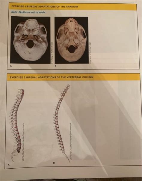 Solved The pre-australopith fossils are especially | Chegg.com