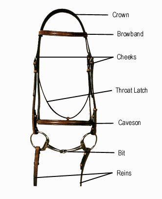 Western and English Bridle Parts