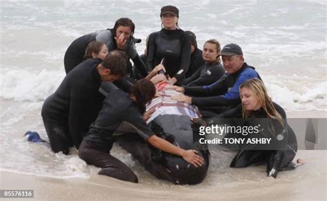 Beached Whale Rescue Photos and Premium High Res Pictures - Getty Images