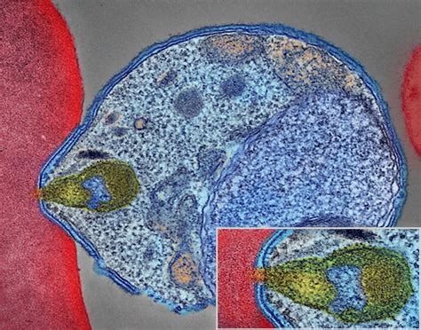 マラリア原虫の性的発達に関する理解を深めることで、病気の蔓延を阻止する機会が開かれる