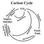 Teaching the Carbon Cycle with a Consideration of Chemosynthesis (FeMO)