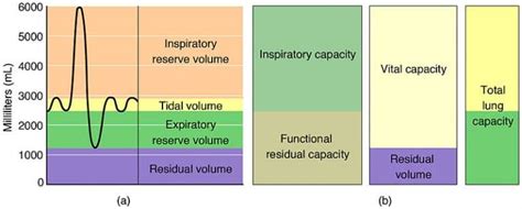 Lung Volumes & Capacities - Respiratory - TeachMePhysiology