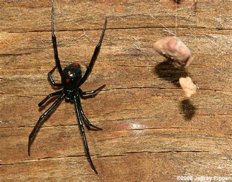 Black Widow (Latrodectus sp)