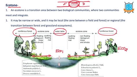 What is Ecotone ? || Ecotone అంటే ఏమిటి? || La Excellence - YouTube