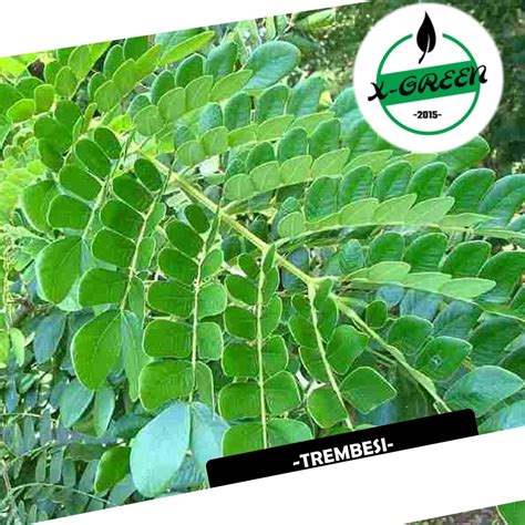 Jual Pohon Trembesi - (X-Green) | Shopee Indonesia