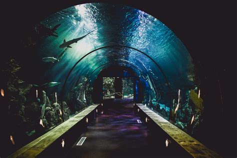 SEA Aquarium Sentosa - Come and Swim with the Sharks