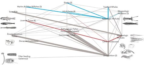 Simplified food web diagram showing the energy flow through key... | Download Scientific Diagram