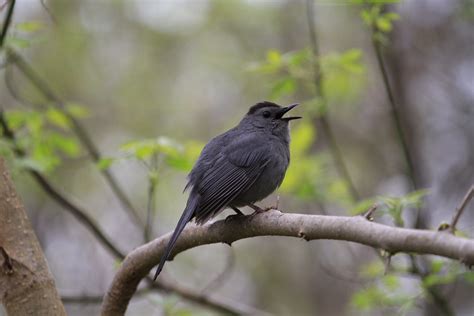 14 Common Birds in Maine (With Pictures)