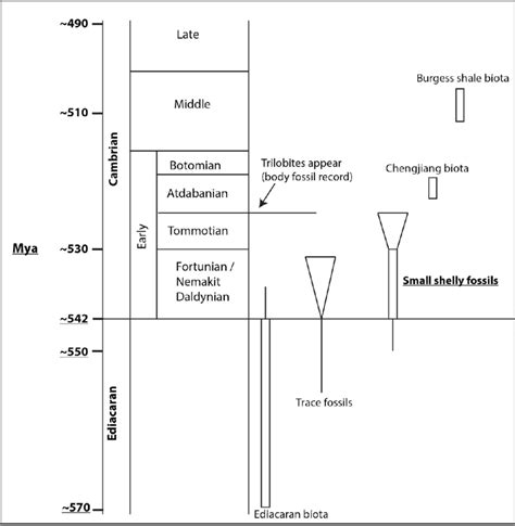 An approximate timeline of the Cambrian period and late Ediacaran period. | Download Scientific ...