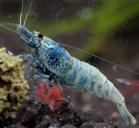 Blue bolt shrimp (Caridina cf cantonensis) care & info - The Shrimp Farm