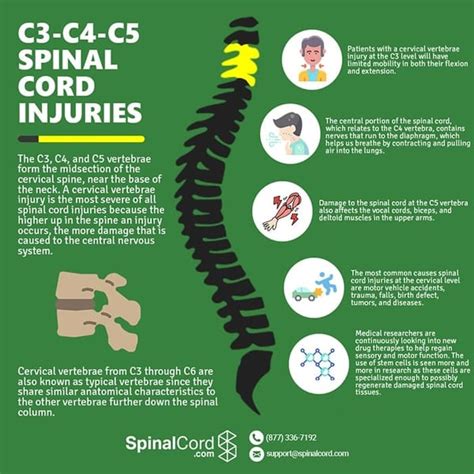 C3, C4, & C5 Vertebrae Spinal Cord Injury | SpinalCord.com (2024)