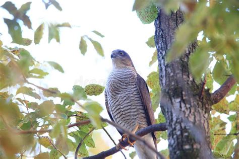 Eurasian sparrowhawk stock photo. Image of bird, nisus - 110188028