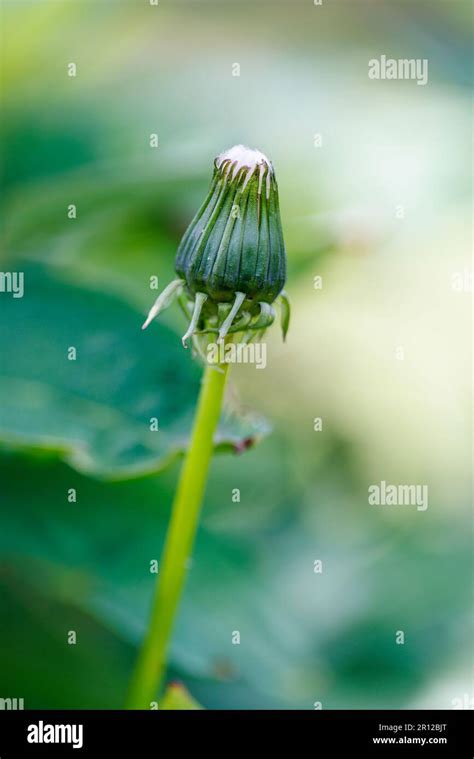 Macro photography of a peony Stock Photo - Alamy