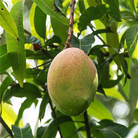 Amrapali Mango Plant - Grafted Mango Tree -Nursery Nisarga