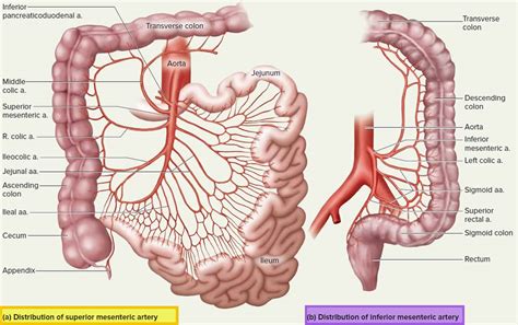 Mesenteric artery anatomy, function, branches & mesenteric artery ischemia