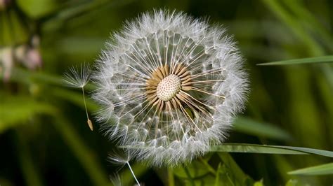 Dandelion