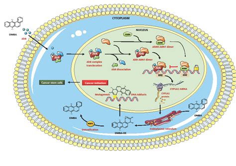 Molecular pathway of AhR activation and tumor initiation. | Download ...