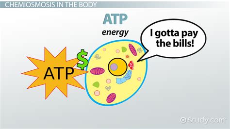 What is Chemiosmosis? | Chemiosmotic Gradient, Diagram, Process & Steps - Lesson | Study.com