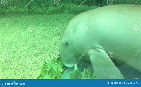 Dugong Fish Eating Seagrass Stock Footage - Video of eating, captivity: 185681768