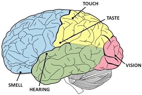 10 Surprising Facts About How Our Brain Works | Brain facts, Time ...