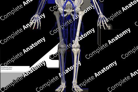 Popliteal Vein | Complete Anatomy