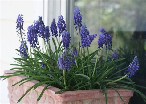 Grape Hyacinth - Wildflower Yard