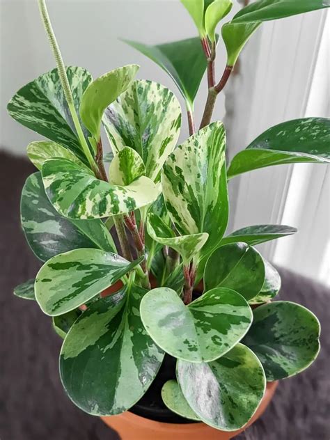 All about the Peperomia Obtusifolia, aka the baby rubber plant!