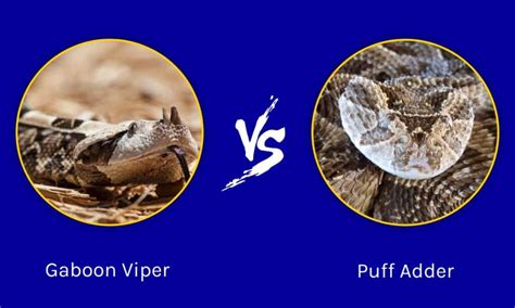 Gaboon Viper vs Puff Adder: The Differences Between Two Venomous Snakes - IMP WORLD