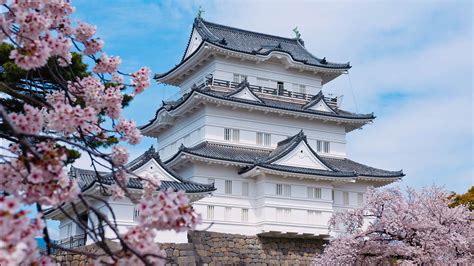 Odawara Castle and Cherry Blossom - TokyoStreetView