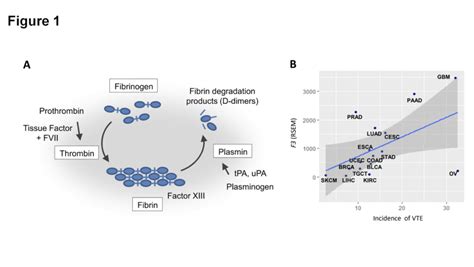 An overview of the coagulation and fibrinolysis cascades Coagulation ...