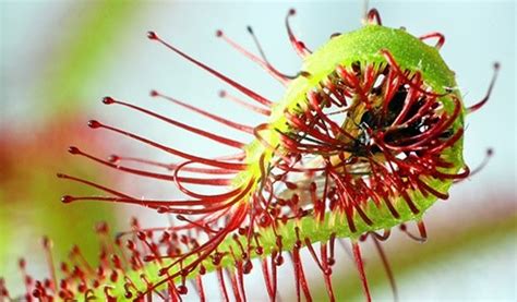 Carnivorous Plants of the Chesapeake Bay - Alliance for the Chesapeake Bay