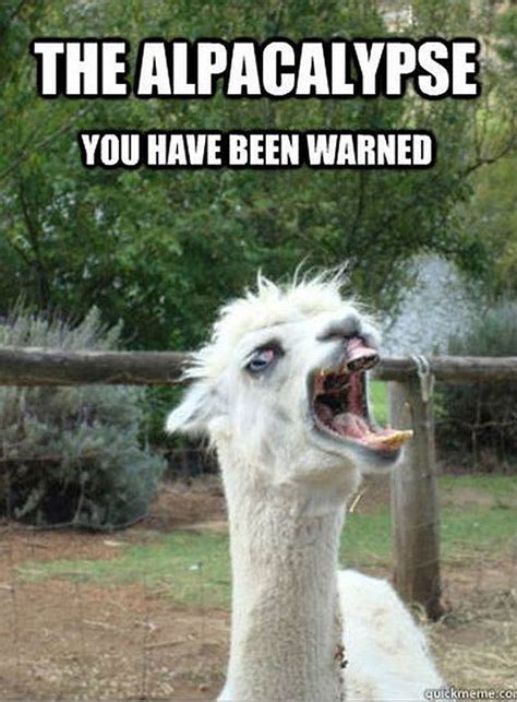 Pin on Funny Llama Expressions | Funny Alpaca Faces