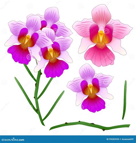 Vanda Miss Joaquim Orchid Outline Border. Singapore National Flower ...