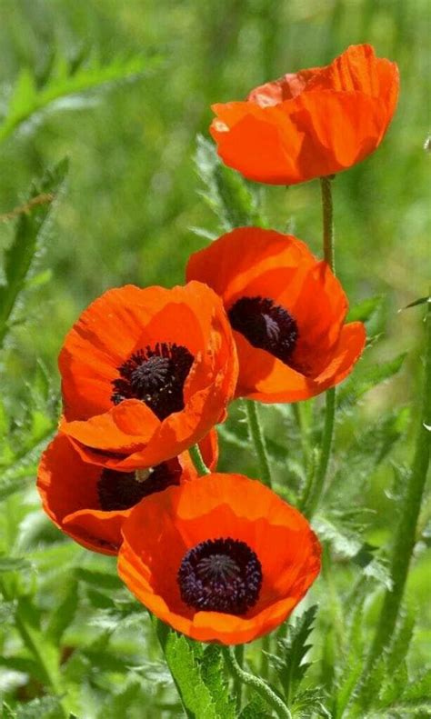 Poppy Flower Garden Care | Flowersandflowerthings | Bahçe bakımı, Çiçek boyama, Egzotik çiçekler