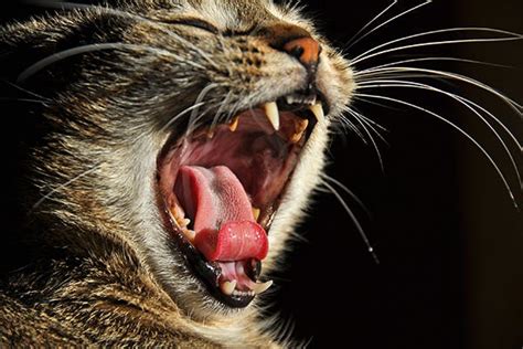 Mouth Cancer in Cats - Symptoms, Causes, Diagnosis, Treatment, Recovery, Management, Cost