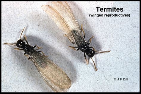 Winged Termites Damage