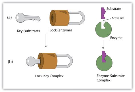 respiration - How does changing the shape of ATP synthase specifically prevent the enzyme from ...