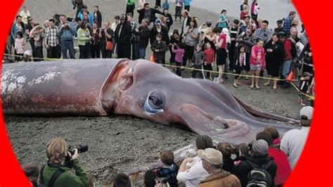 Mangiatori di uomini: il calamaro gigante: Guida TV - TV Sorrisi e Canzoni