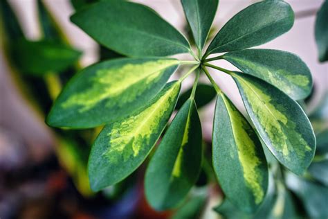 Propagating Schefflera: How to Cultivate an Umbrella Tree - Minneopa ...