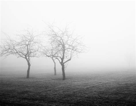 Nature Photography - Orchard Fog