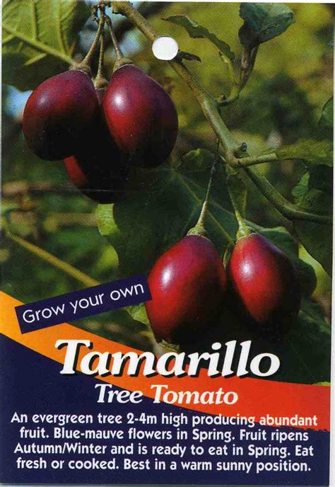 Tamarillo Tree Tomato Buy Tamarillo An Evergreen Tree 2-4m High