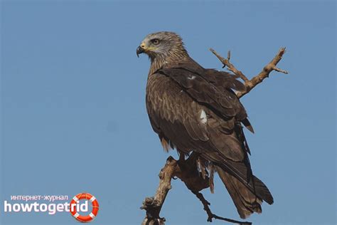 Black Kite - description, habitat, interesting facts