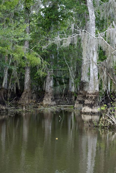 🔥 [40+] Louisiana Swamp Wallpapers | WallpaperSafari