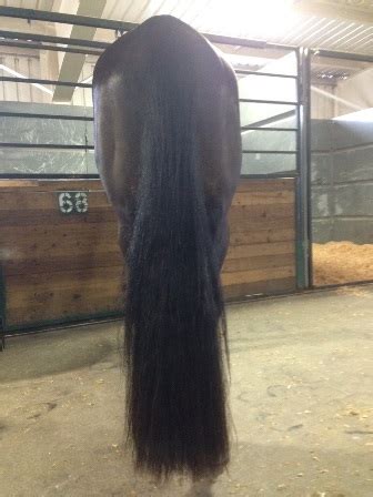 Horse Tail Extension