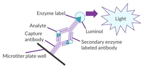 A Guide to STELLUX® Chemiluminscence ELISAs: An Infographic