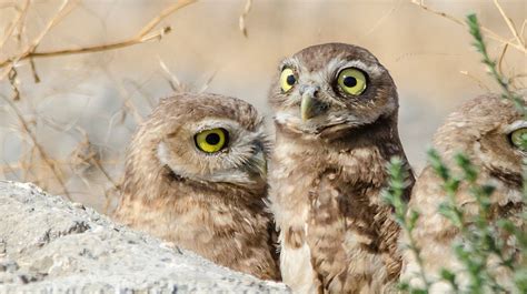 Endowment will support burrowing owl research